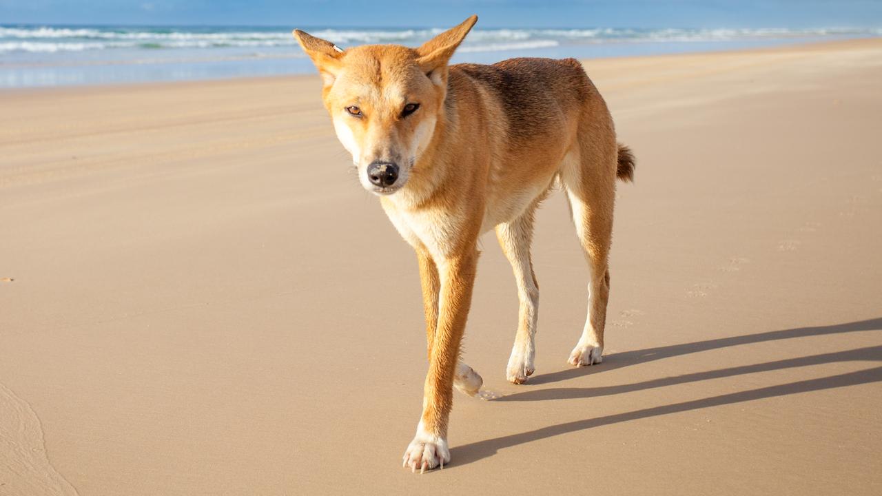 Dingo bites tourist at popular holiday spot