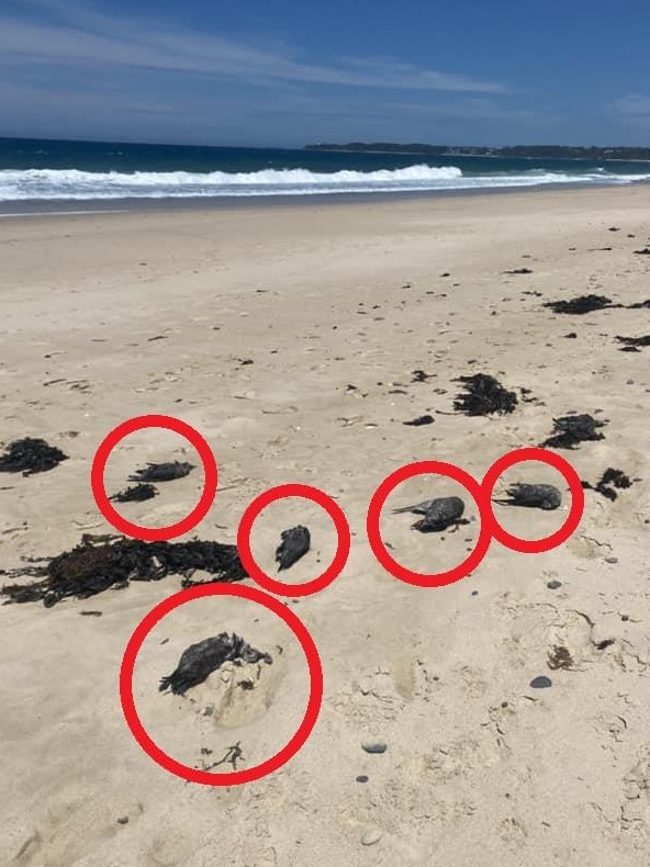 One person said there were hundreds of muttonbirds at Budgewoi Beach. Picture: Facebook