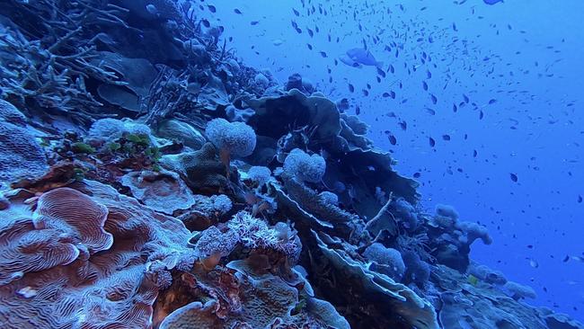 57 metres: Bougainville reef