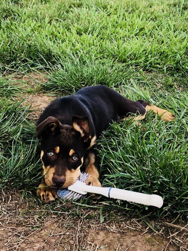 Kelpie pup Clancy with an odd choice of toy. Picture: Georgina Richardson