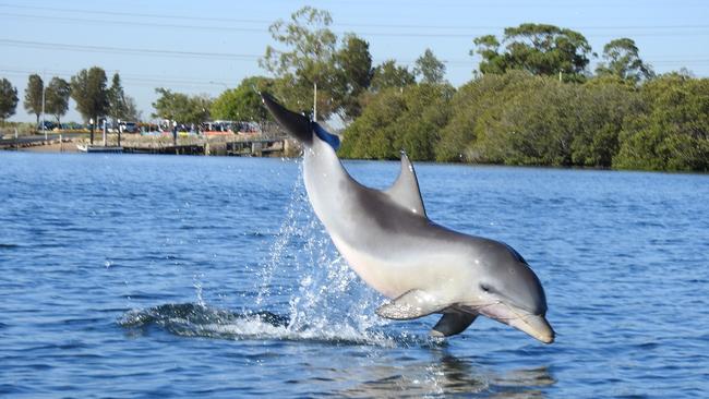 Mimo, a Port River dolphin, that was severely entangled in heavy fishing line in 2019. Picture: Jenni Wyrsta