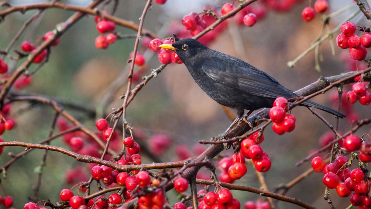 Dog ate red berries sales from tree