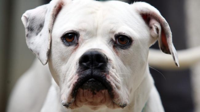 Boy, 2, released from hospital after mauling by three American bulldogs ...
