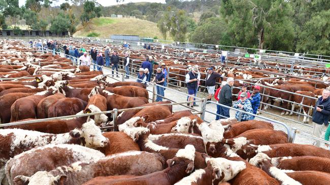 High Country weaner sales 2023 Ensay. Picture: Zoe Phillips