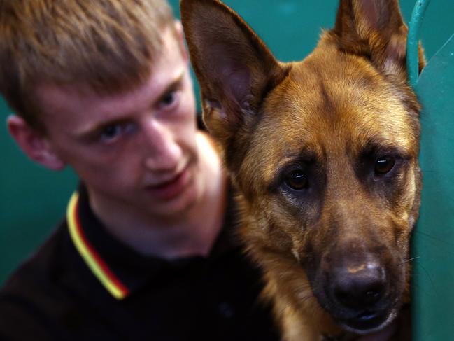 BIRMINGHAM, ENGLAND - MARCH 05: A young man sits with his German Shepherd on the first day of Crufts dog show at the National Exhibition Centre on March 5, 2015 in Birmingham, England. First held in 1891, Crufts is said to be the largest show of its kind in the world, the annual four-day event, features thousands of dogs, with competitors travelling from countries across the globe to take part and vie for the coveted title of 'Best in Show'. (Photo by Carl Court/Getty Images)