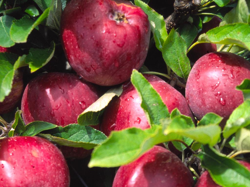 Apples in the air fryer are delicious and a healthy sweet treat - especially when paired with Greek yoghurt.