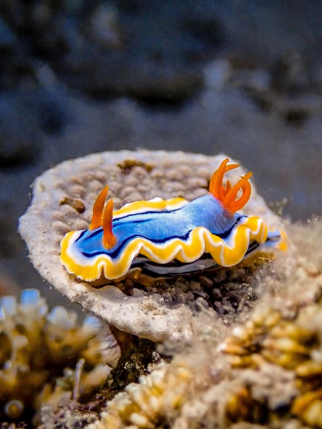 A nudibranch, a colourful little sea slug.