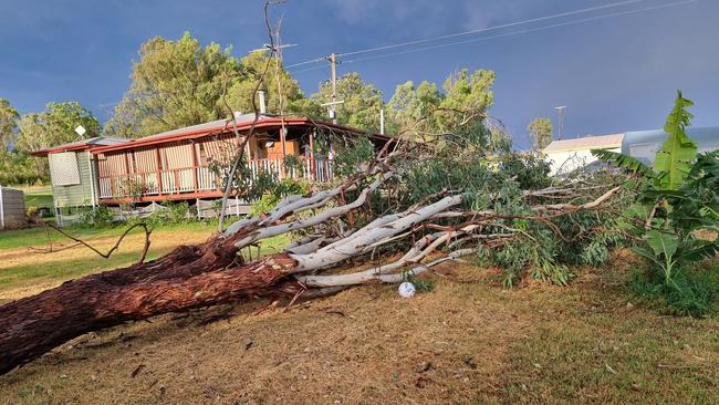 Tree down, Kingaroy