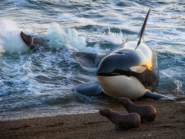 A striking display of predator-prey interaction as an orca launches an attack on two seals on a beach in Argentina. Picture: HJ Yang/TNC Photo Contest 2023