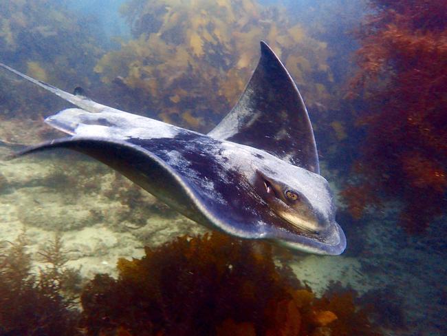 A stingray at Cabbage Tree Bay in Manly. Picture: Nick Dawkins