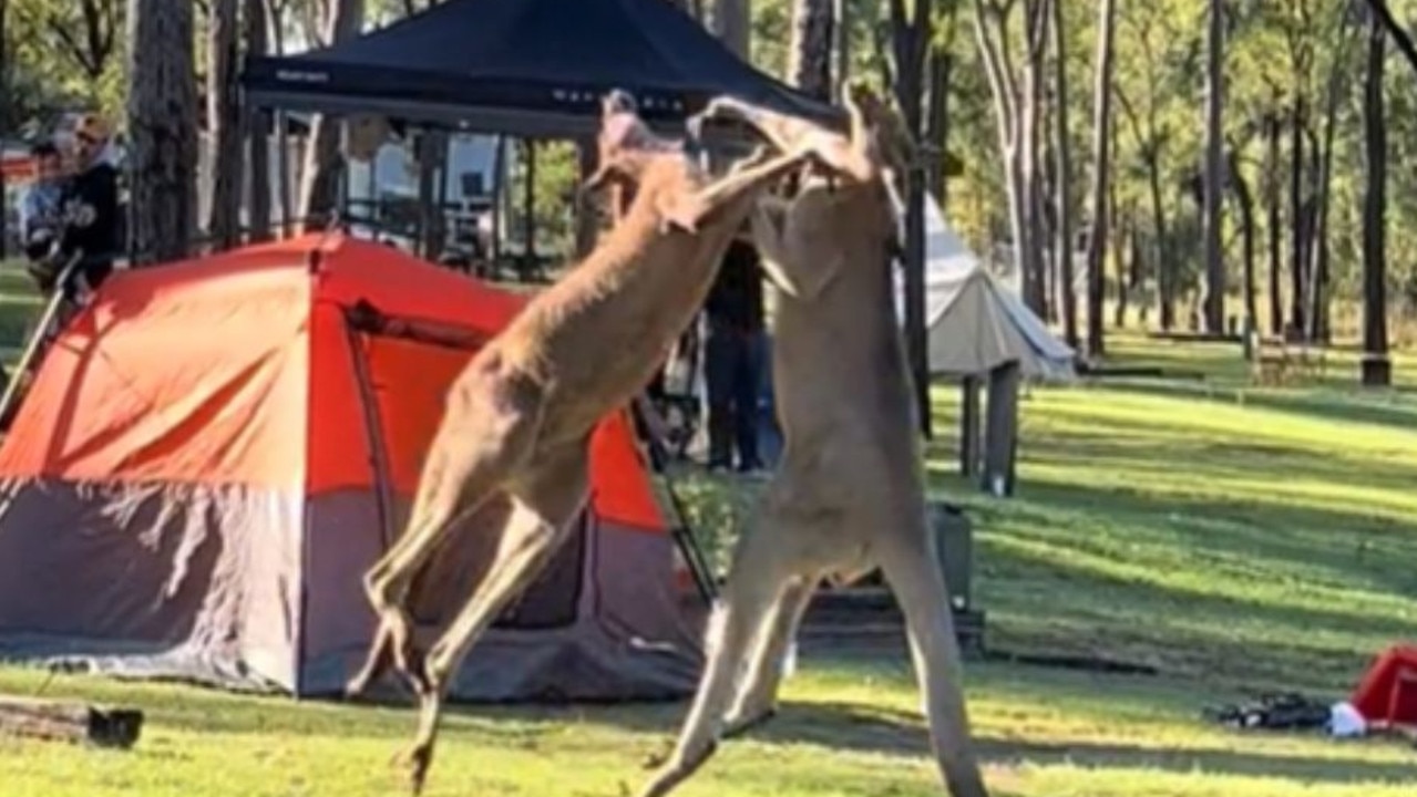 Wild kangaroo brawl stuns campground