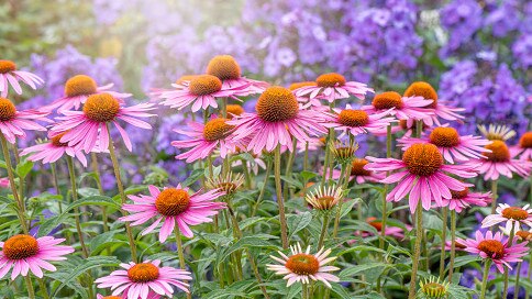 The beautiful summer flowering echinacea purpurea pink flowers, also known as coneflowers.