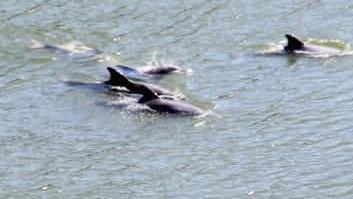 The dolphins died a slow death in the freshwater of the Manning River between Wingham and Tinonee.