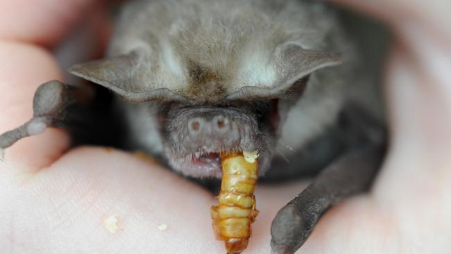 They’re cute - and microbats are also voracious mosquito eaters.