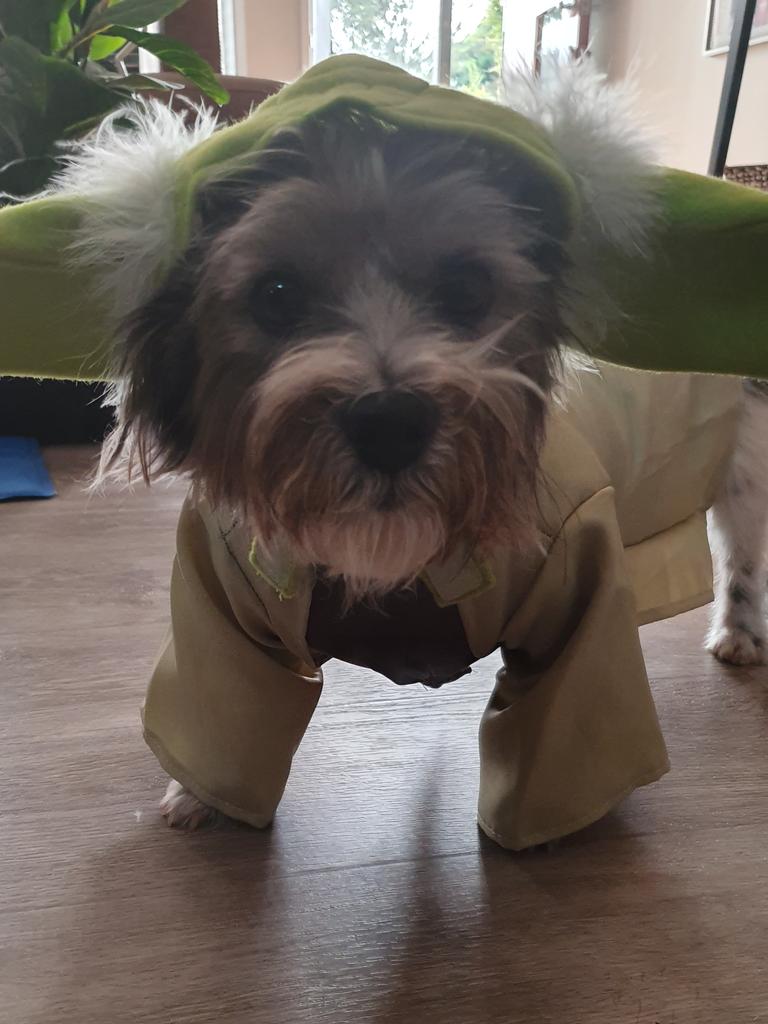 Yoda our 3yr old rescue puppy... in his Yoda birthday suit Picture: Fiona