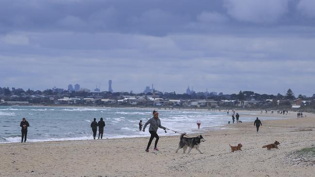 Dog walkers at Edithvale beach. Picture: Wayne Taylor