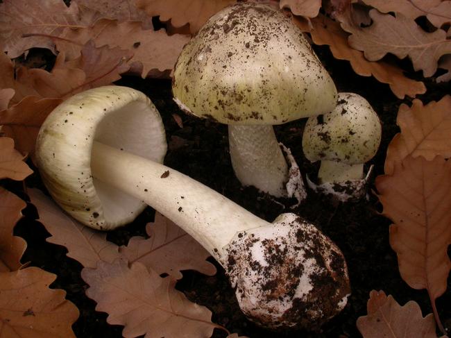 ‘Can be fatal’: Victorians warned over foraging for wild mushrooms