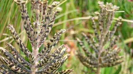 MOTHER OF A PEST: Mother of Millions before flowering.