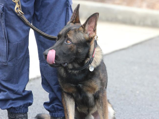 Richmond Police District's new police dog in training, Yogi the Belgian Shepherd.