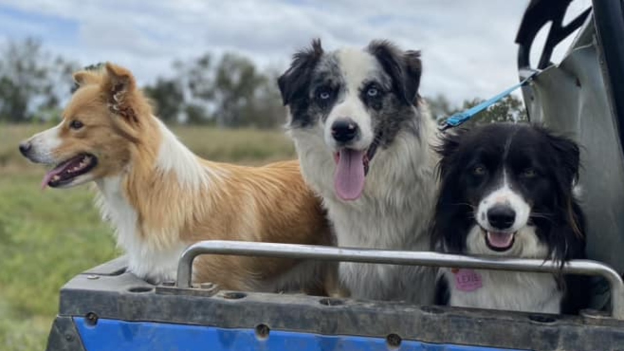 Tying for 3# Layla, Walter &amp; Lexie: Janelle Henderson’s Border Collies from Warwick