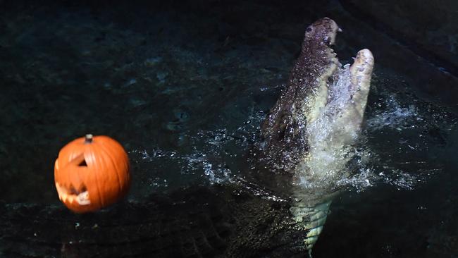 Saltwater crocodile and Halloween pumpkin – now that’s scary. Picture: Julian Smith