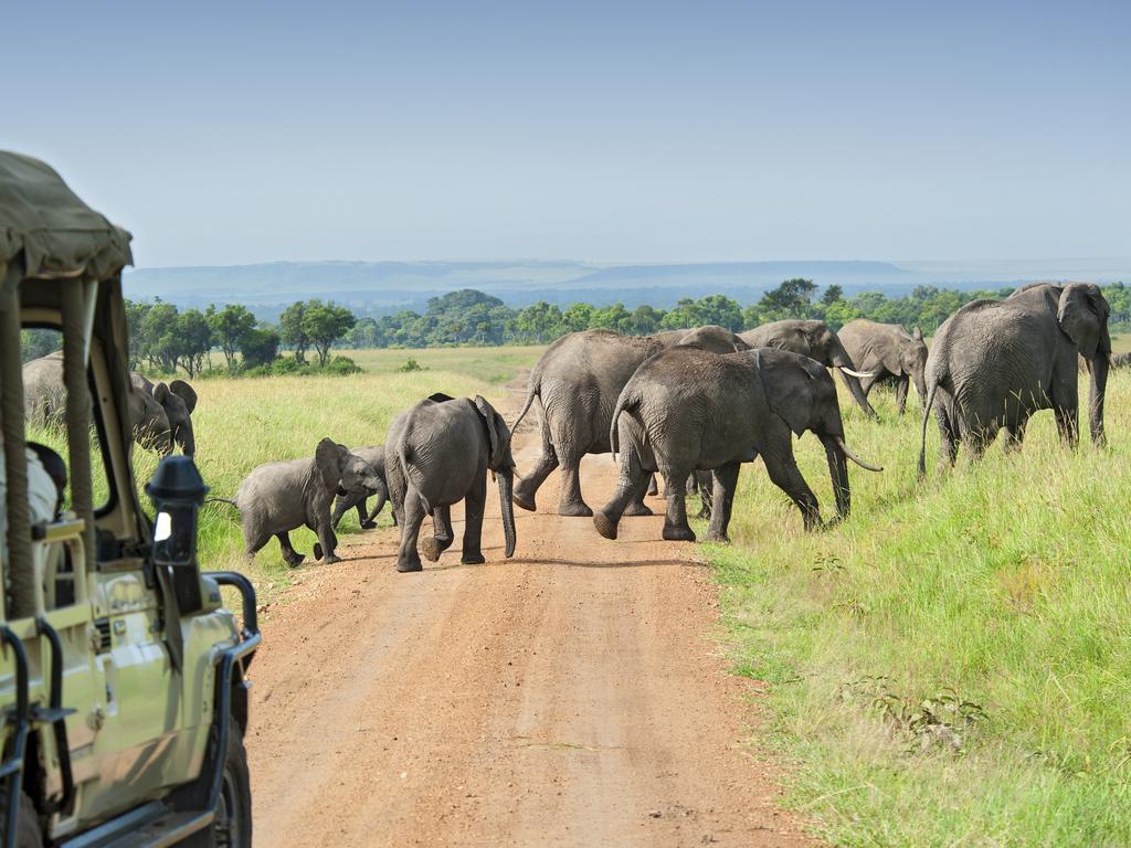 Safari car is waiting for crossing Elephants