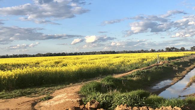 Golden opportunity: Woperana Station has access to bore and river water, and room to extend its irrigation.