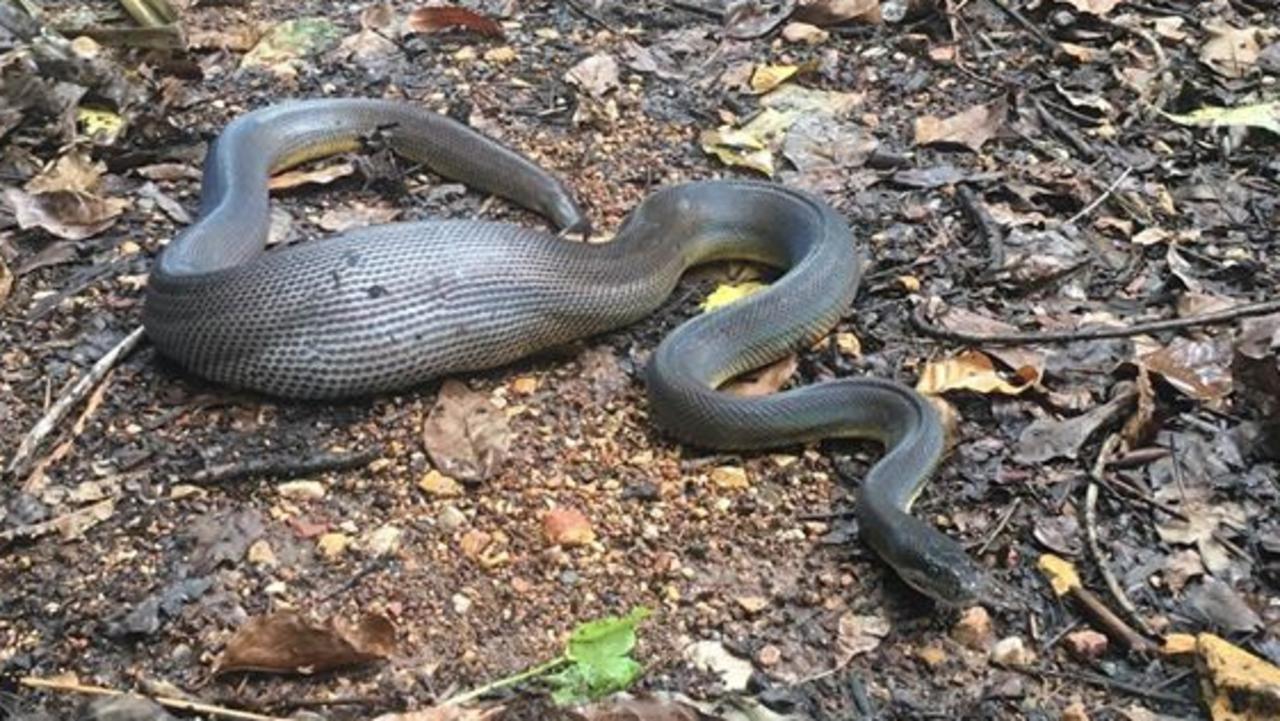 Snake makes a meal out of mallard in Karama | NT News