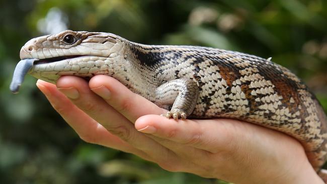 … but it was just a blue tongue lizard. Picture: Regi Varghese