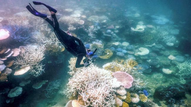 A blooming miracle: Picture: AFP