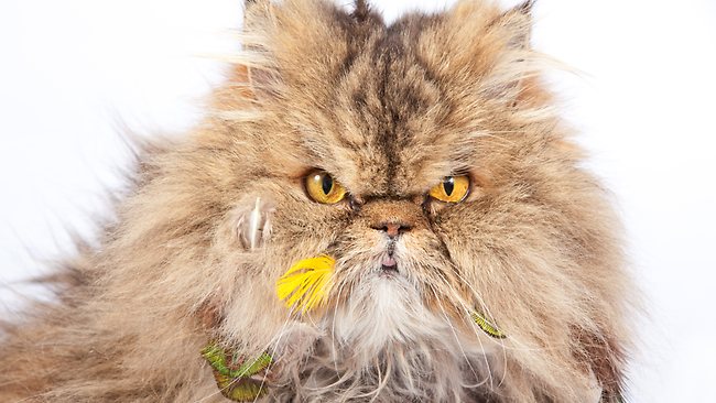 Smithsonian study shows cats kill far more animals than previously ...