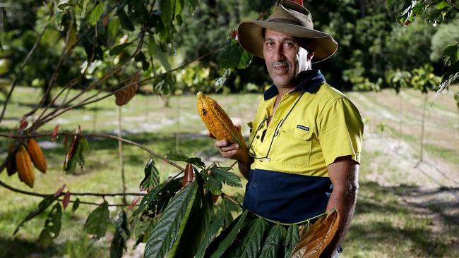 Laurence Marmara with cocoa pods ready for harvest on his East Trinity Cocoa property. Picture: Stewart McLean