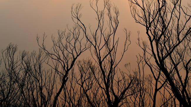 Burnt bushland as seen along the Bells Line of Road in the Blue Mountains on December 17. (AAP Image/Dean Lewins)