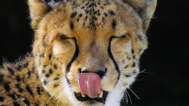 A cheetah licks its lips, captured with the Panasonic Leica 100-400mm lens paired with a Lumix GX8 at Dubbo Western Plains Zoo. Picture: James Tindale