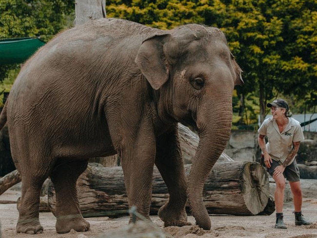 Auckland Zoo elephant keeper Emma with Asian Elephant Burma. Picture: Auckland Zoo.