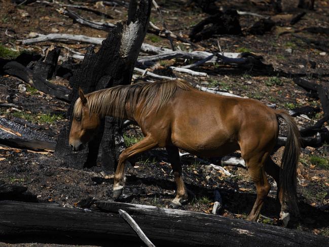 Brumbies feed on fresh regrown grass in the Kosciuszko National Park, after the bushfires. Picture: Sean Davey