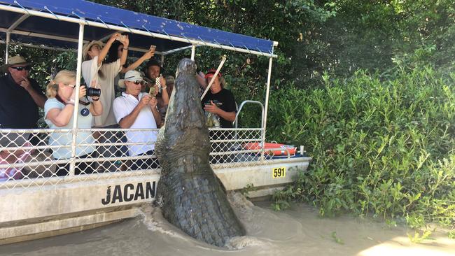 Saltwater crocodile Dominator leaps for his food on a jumping croc tour on the Adelaide River. Picture: Hayley Sorensen