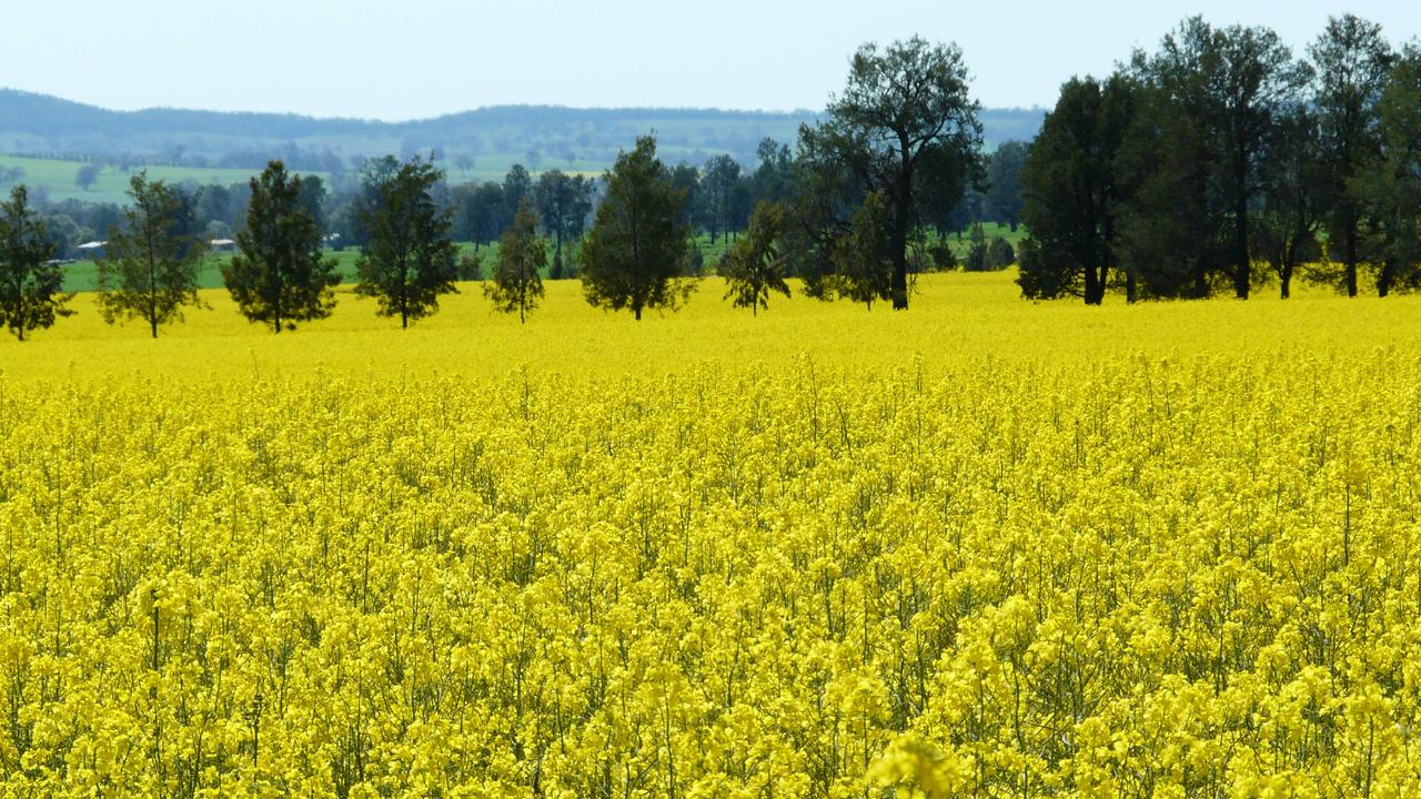 Bioenergy involves growing crops to make fuels like ethanol.