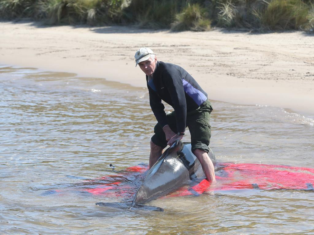 Rescue mission of surviving whales. Stranding of over 200 pilot whales at Macquarie Heads near Strahan Tasmania. Picture: Nikki Davis-Jones