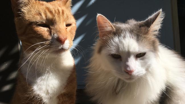 Rufus, 14, has been reunited with his feline brother Tobias, 5.