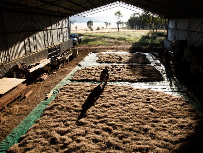 Native seed harvesting project to revitalise CQ grasslands