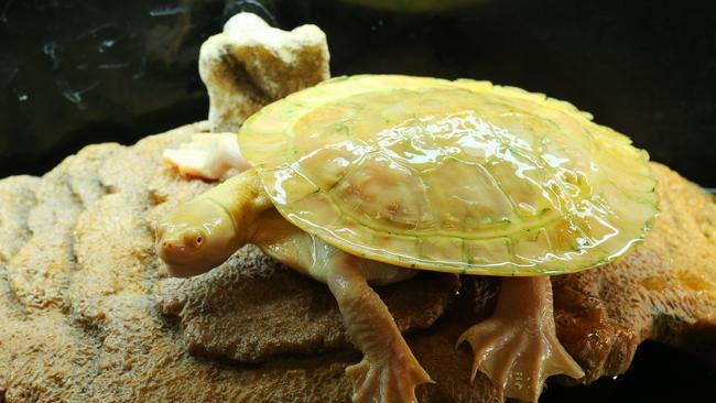 Exotic pets How Australians are getting around apartment rules