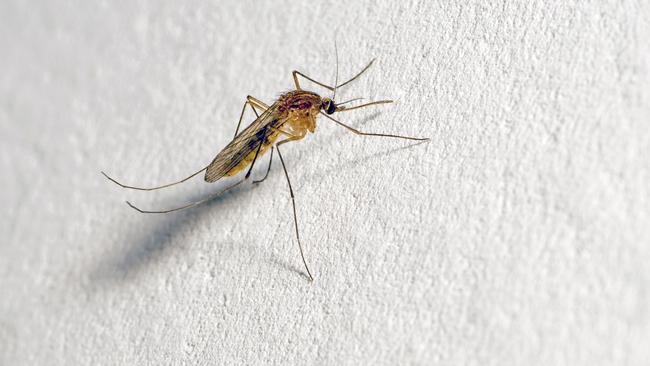 A mosquito with a protruding proboscis sits on a white wall. Text space. Background.