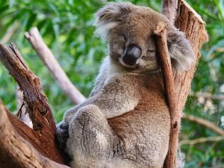 Koalas chilling out at Healesville Sanctuary
Healesville Sanctuary. Picture: Supplied