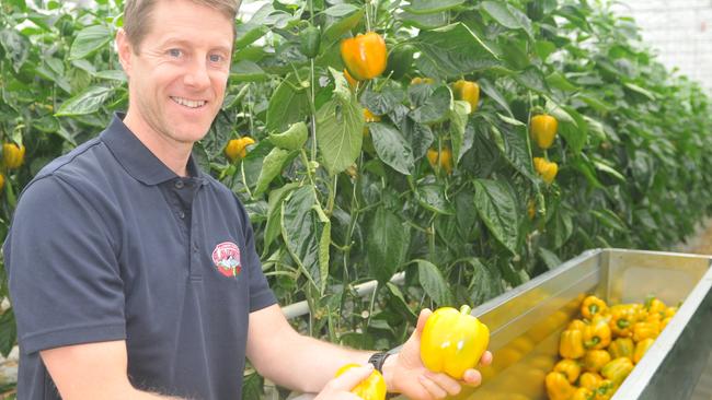 Fruits of labour: Flavorite farm manager Chris Millis with capsicums at Warragul.