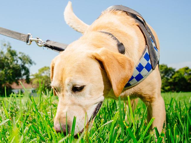Drug dog Maddy in action with handler, Leading Senior Constable Aaron Gleaves at the dog squad base in Menai. Picture: Jonathan Ng