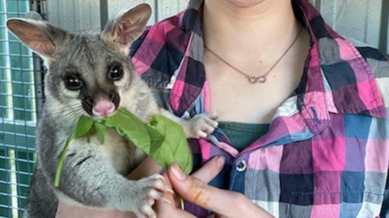 Savanah Smith, from Bush Baby Wildlife Rescue Moura, with a rescued brushtail possum called Sprocket she helped care for.