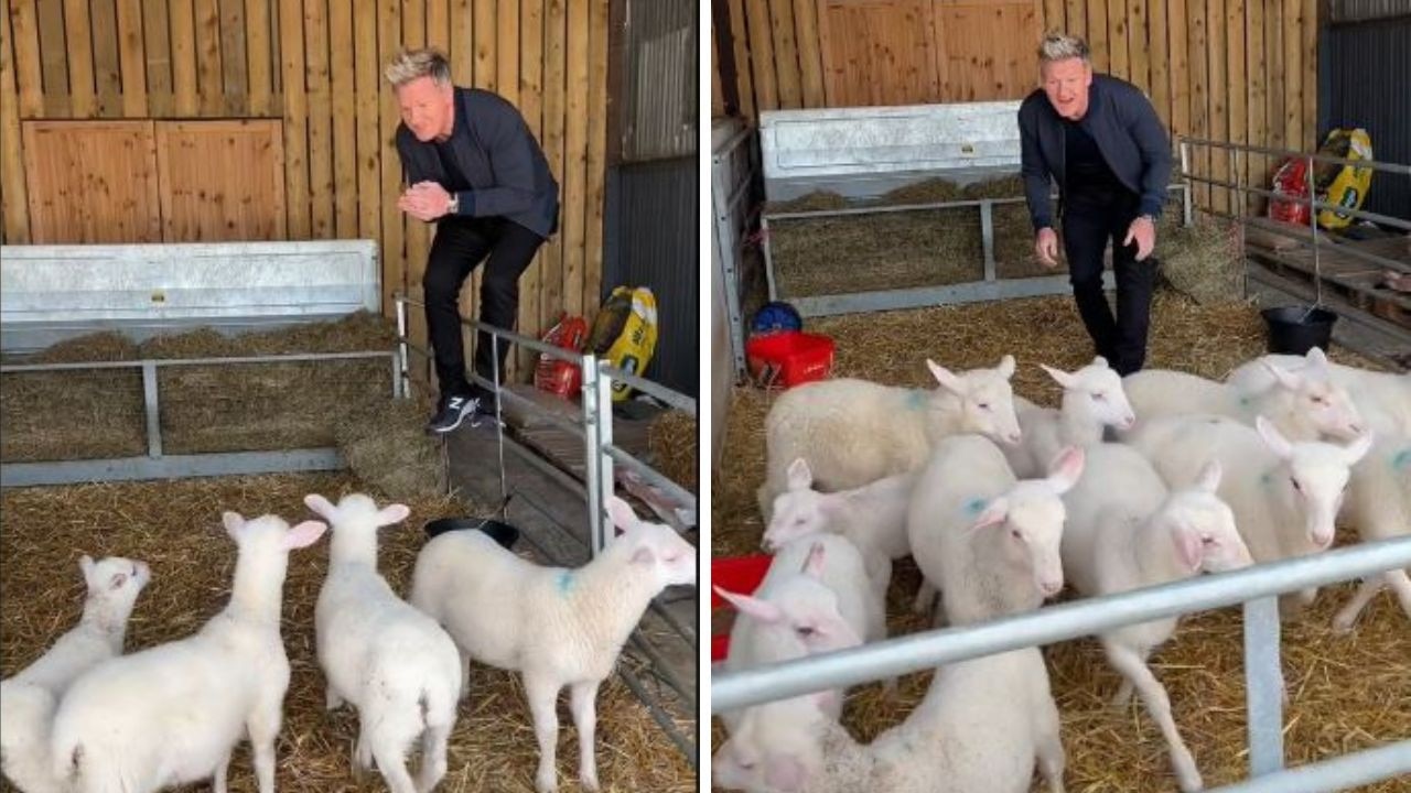 Gordon Ramsay sparked outrage after he posted a TikTok video of him playfully picking out lambs to eat. Picture:TikTok/@gordonramsayofficial.