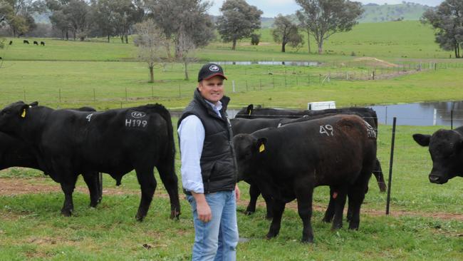 Corey Ireland with some of the Irelands Angus bulls prior to the ongoing saga.