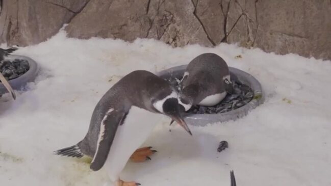 Same Sex Penguin Couple Rekindle Romance During Nesting Season At Aussie Aquarium Au